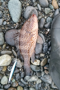 オオモンハタの釣果