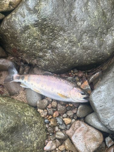 ヤマメの釣果