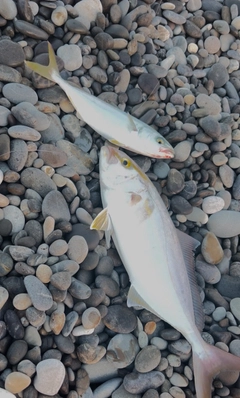 ツバスの釣果