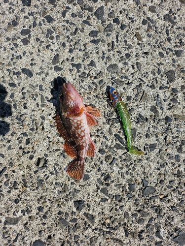 カサゴの釣果