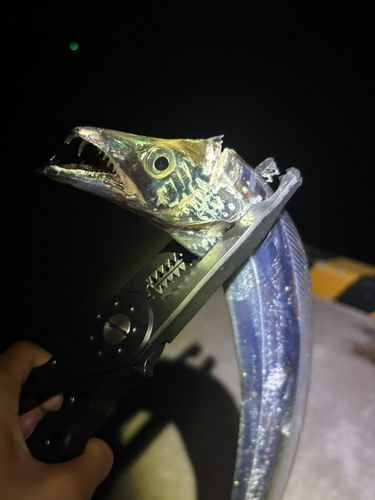 タチウオの釣果