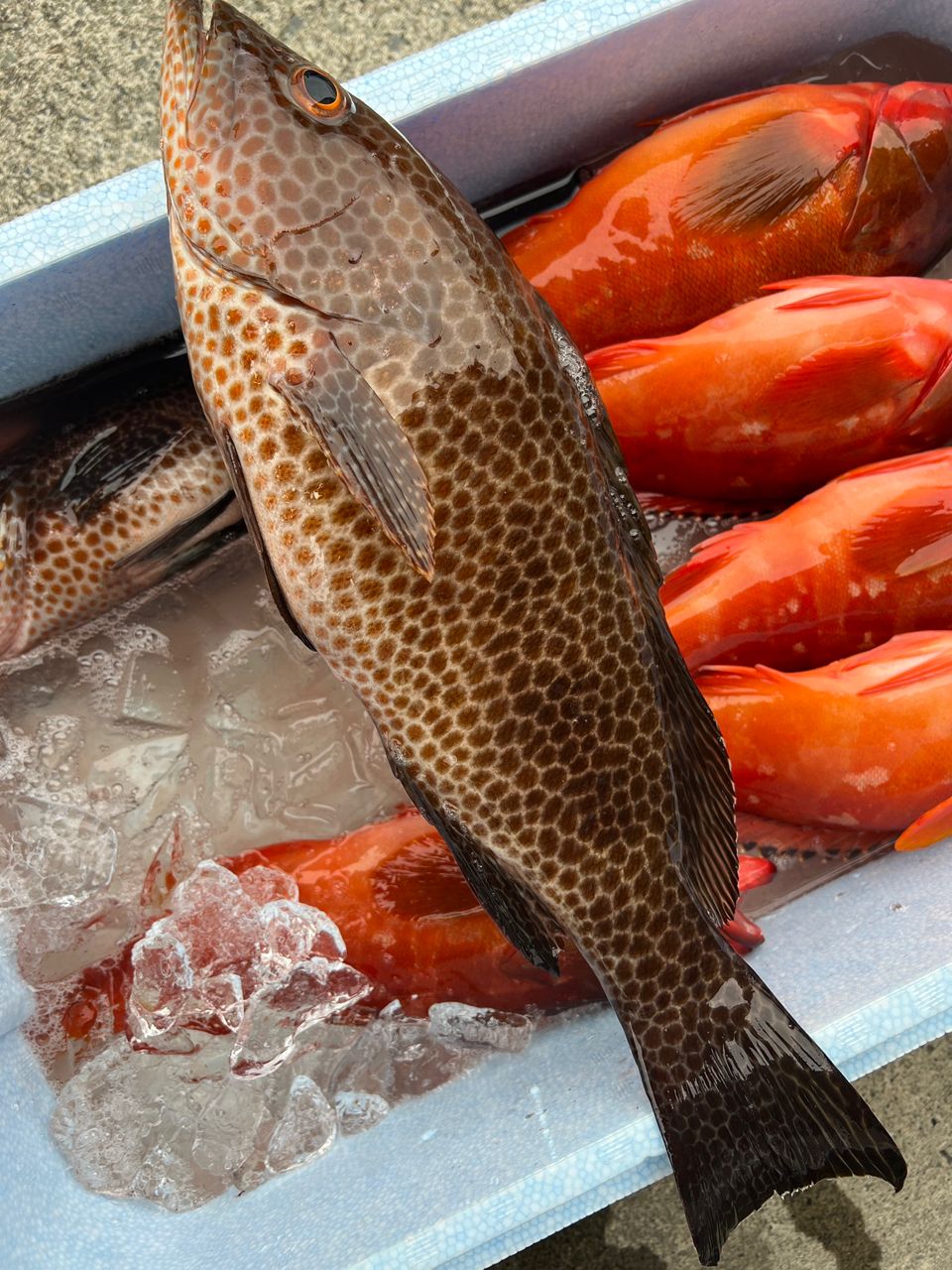 田舎さんさんの釣果 1枚目の画像