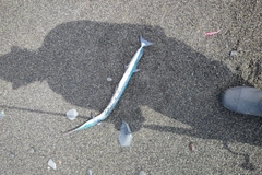 ダツの釣果