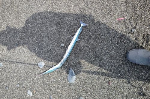 ダツの釣果
