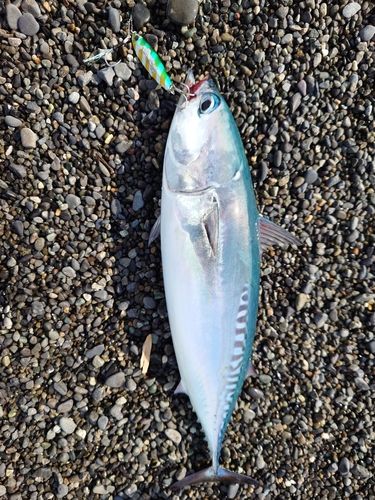 ソウダガツオの釣果