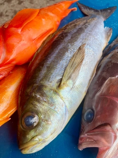 シマイサキの釣果