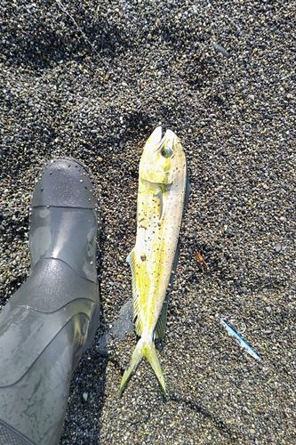 シイラの釣果