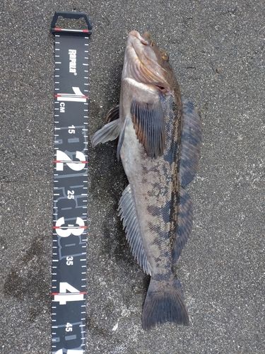 アイナメの釣果