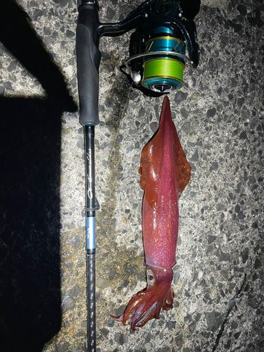 ケンサキイカの釣果