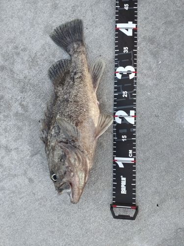 クロソイの釣果