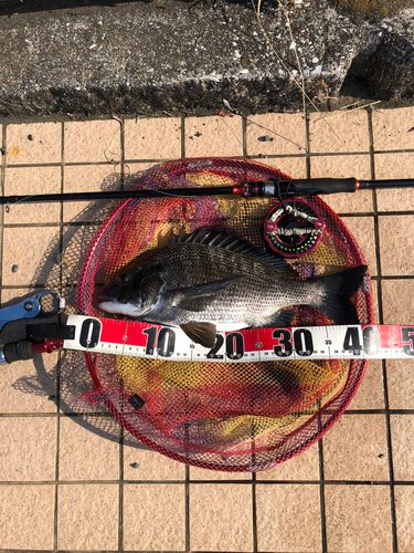 チヌの釣果