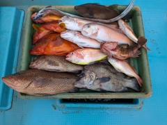オオモンハタの釣果