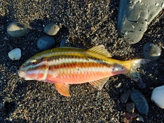 ミナミヒメジの釣果