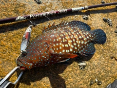 ユカタハタの釣果