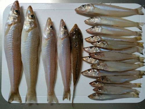 キスの釣果