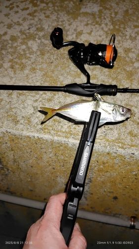 マアジの釣果