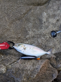シオの釣果