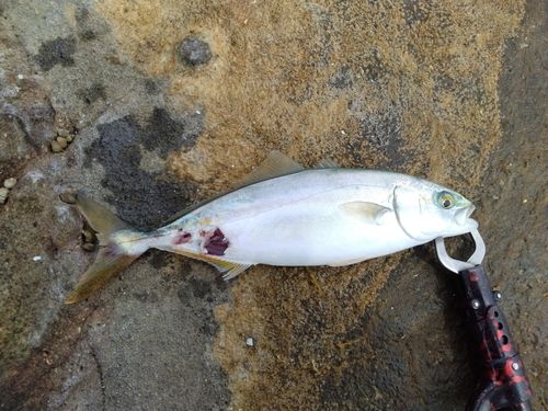 ワカシの釣果