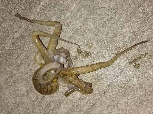 タコの釣果