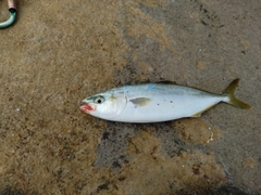ワカシの釣果