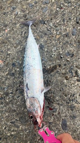 マルソウダの釣果