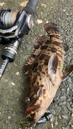 チャイロマルハタの釣果