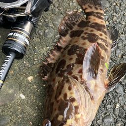 チャイロマルハタ