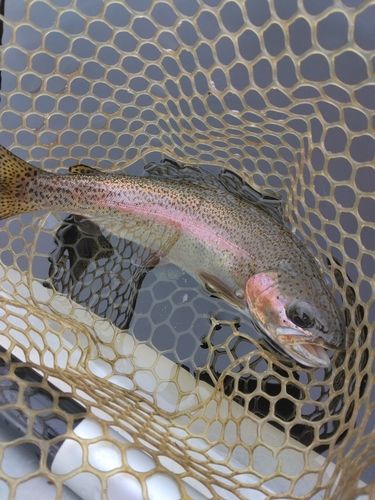 ニジマスの釣果