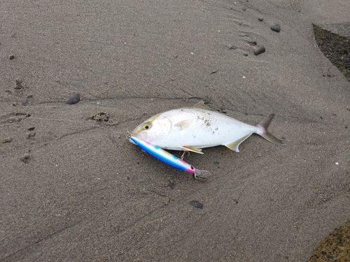 ショゴの釣果