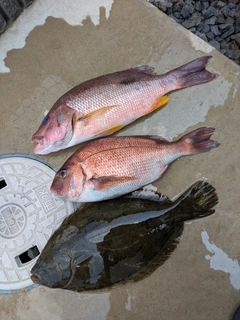 ヒラメの釣果