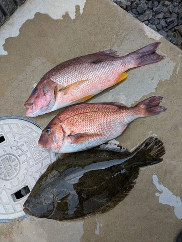 ヒラメの釣果