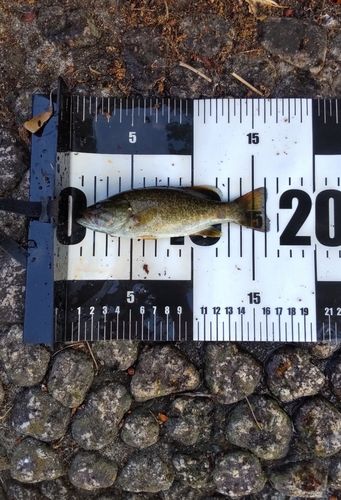 スモールマウスバスの釣果