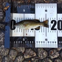 スモールマウスバス