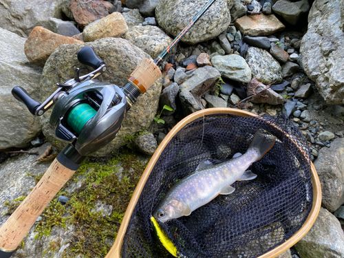 イワナの釣果