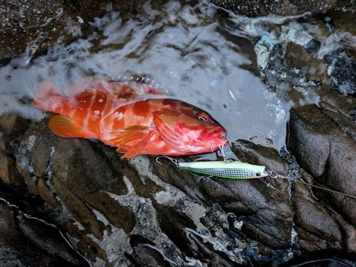 アカハタの釣果