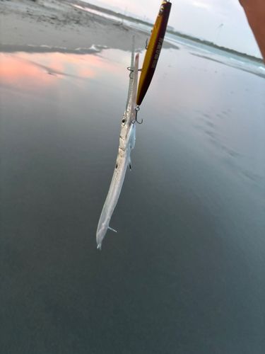 ダツの釣果