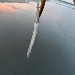 ダツ