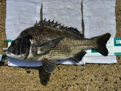 チヌの釣果