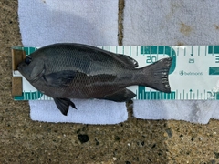 グレの釣果