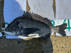 チヌの釣果