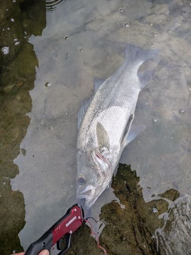 ヒラスズキの釣果