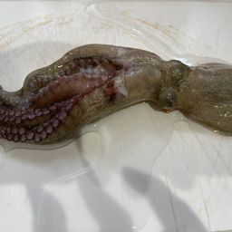 タコ