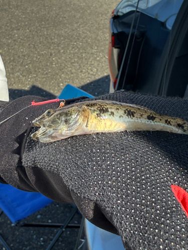 ハゼの釣果
