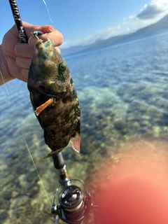 ヒトスジモチノウオの釣果
