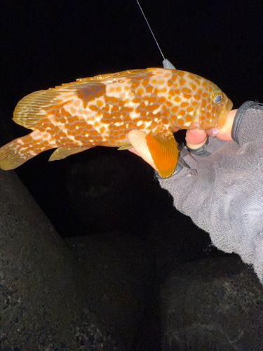 キジハタの釣果