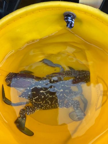 ワタリガニの釣果