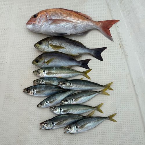 マダイの釣果