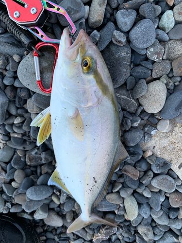 ショゴの釣果