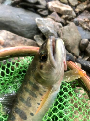 ヤマメの釣果