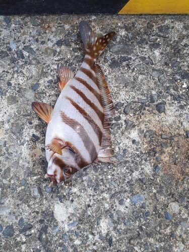 タカノハダイの釣果